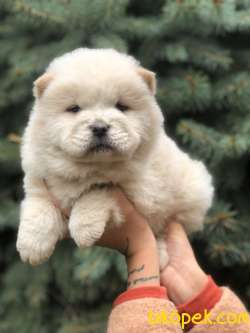 Orjinal Chow Chow 5