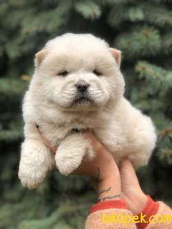 Orjinal Chow Chow 3