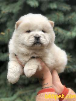 Orjinal Chow Chow 1