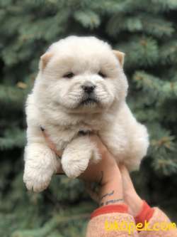 Orjinal Chow Chow 4