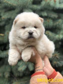 Orjinal Chow Chow 2