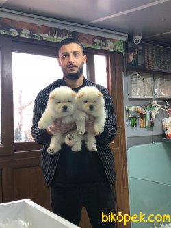 ORJİNAL CHOW CHOW BEBEKLERİ 1