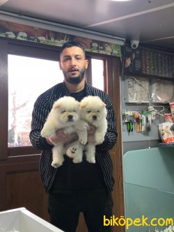 ORJİNAL CHOW CHOW BEBEKLERİ 2