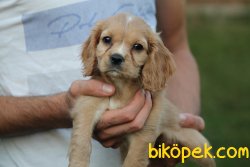 Orjinal Cocker Yavrularımız 3