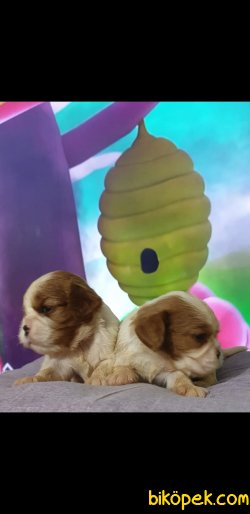 Orjinal Çok Sevimli Mini Boy Cavalier Yavrularım 5