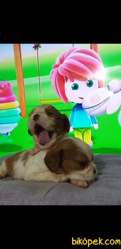 Orjinal Çok Sevimli Mini Boy Cavalier Yavrularım 3