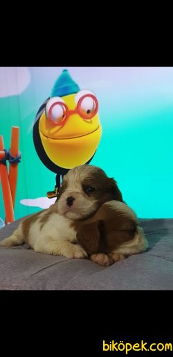 Orjinal Çok Sevimli Mini Boy Cavalier Yavrularım 1