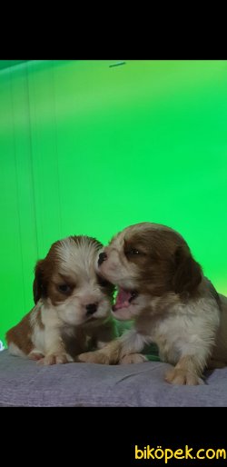 Orjinal Çok Sevimli Mini Boy Cavalier Yavrularım 2