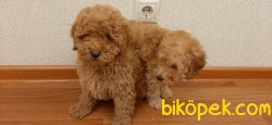 Orjinal Dizayn Irk Maltipoo Bebekelerimiz 2