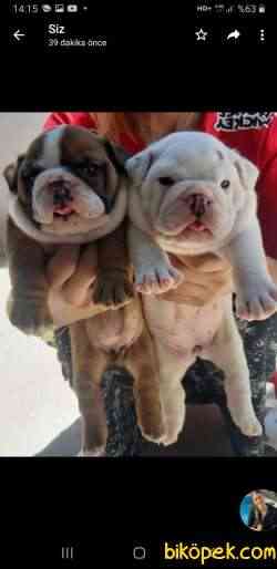 ORJİNAL English Bulldog Bebekler 1