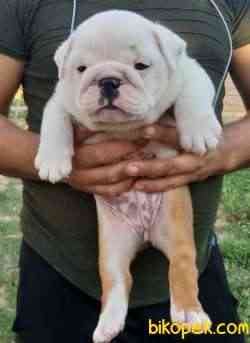 ORJİNAL English Bulldog Bebekler 2