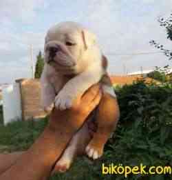 ORJİNAL English Bulldog Bebekler 3