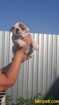 ORJINAL ENGLISH BULLDOG YAVRULAR 1