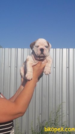 ORJINAL ENGLISH BULLDOG YAVRULAR 3