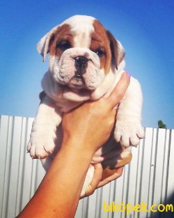 ORJINAL ENGLISH BULLDOG YAVRULAR 2