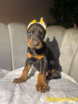 ORJİNAL ESTETİKLİ KİNG DOBERMAN YAVRULARI