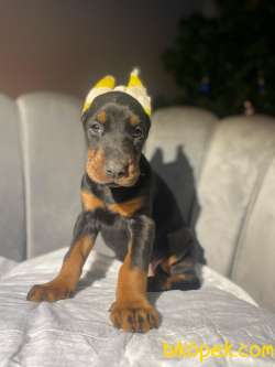 ORJİNAL ESTETİKLİ KİNG DOBERMAN YAVRULARI 2