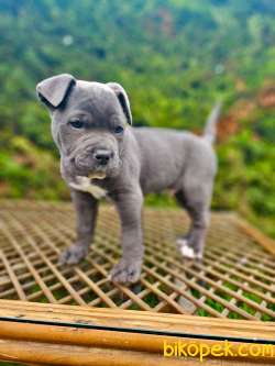 ORJİNAL ETKİLEYİCİ GÜZELLİKTE CANE CORSO YAVRU 3