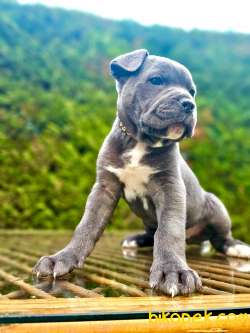 ORJİNAL ETKİLEYİCİ GÜZELLİKTE CANE CORSO YAVRU 4