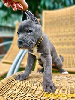 ORJİNAL ETKİLEYİCİ GÜZELLİKTE CANE CORSO YAVRU