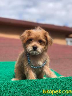 Orjinal F1 Maltipoo Kızımız Candy 1