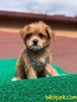 Orjinal F1 Maltipoo Kızımız Candy 4