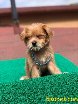 Orjinal F1 Maltipoo Kızımız Candy 2