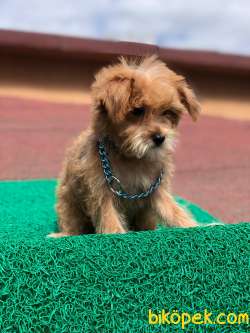 Orjinal F1 Maltipoo Kızımız Candy 3