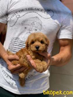Orjinal F1 Maltipoo Yavrularımız 3