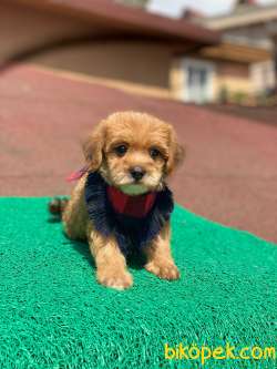 Orjinal Maltipoo Yavrularımız 1
