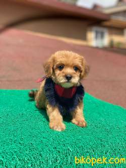 Orjinal Maltipoo Yavrularımız 3