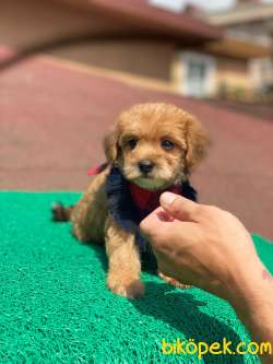 Orjinal Maltipoo Yavrularımız 2