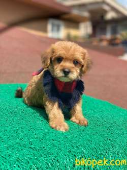 Orjinal F1 Maltipoo Yavrularımız 4