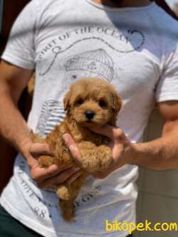 Orjinal F1 Maltipoo Yavrularımız 9 2