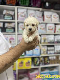 Orjinal F1 Maltipoo Yavrumuz