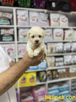 Orjinal F1 Maltipoo Yavrumuz 2