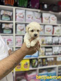 Orjinal F1 Maltipoo Yavrumuz 2