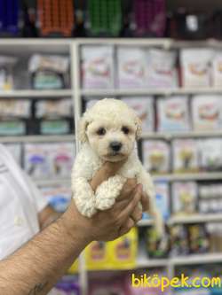 Orjinal F1 Maltipoo Yavrumuz 5