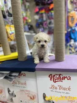 Orjinal F1 Maltipoo Yavrumuz 4