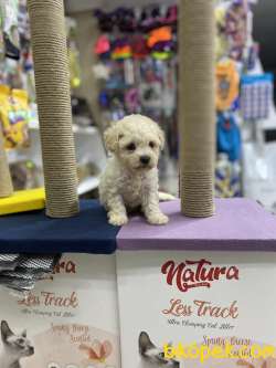 Orjinal F1 Maltipoo Yavrumuz 3