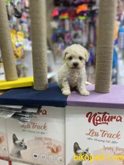 Orjinal F1 Maltipoo Yavrumuz