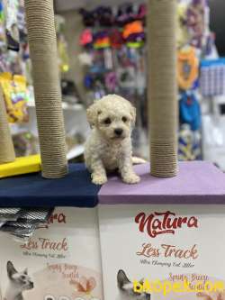 Orjinal F1 Maltipoo Yavrumuz 2