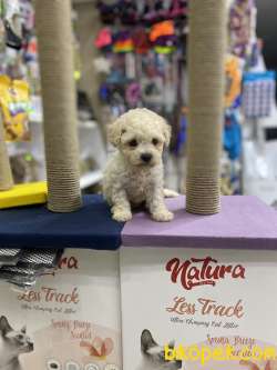 Orjinal F1 Maltipoo Yavrumuz 5