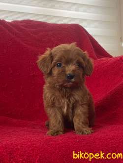 Orjinal F1 Maltipoo Yavrumuz   Duca 2