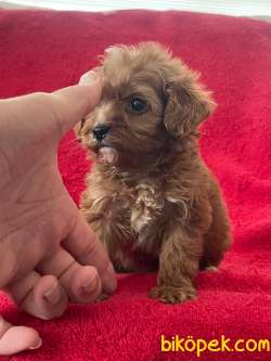 Orjinal F1 Maltipoo Yavrumuz   Duca 4