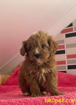 Orjinal F1 Maltipoo Yavrumuz   Duca 3