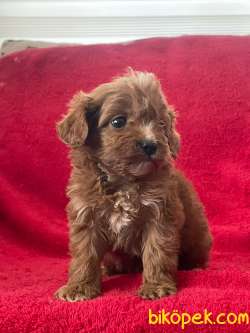 Orjinal F1 Maltipoo Yavrumuz   Duca 5