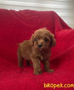 Orjinal F1 Maltipoo Yavrumuz   Duca