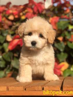 Orjinal F2 Maltıpoo Yavrumuz 4