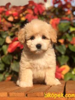 Orjinal F2 Maltıpoo Yavrumuz 2